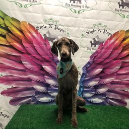 Lulu - Labradoodle