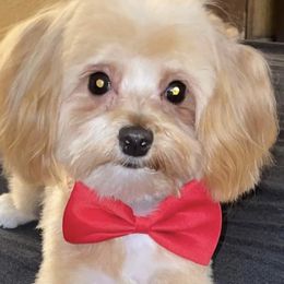 Poodles from Diva’s Designer Dogs