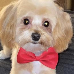 Poodles from Diva’s Designer Dogs