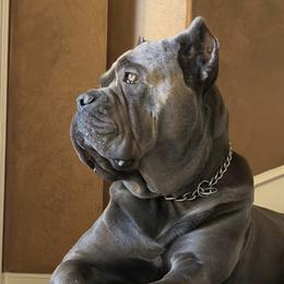 Beckham - Cane Corso