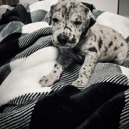 Duchess - Great Dane puppy in Richmond, Texas from Ashli’s Great Danes