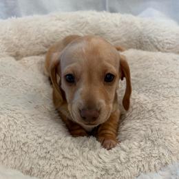 Marigold - Cream female Dachshund puppy in Fruita, Colorado from M & M Breeding