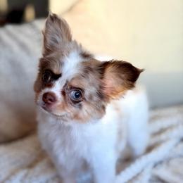 Blair - 3750 - Merle female Chihuahua puppy in Beaumont, Texas from Down south pups