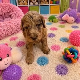 Carson - Merle male Australian Labradoodle puppy in Molalla, Oregon from Golden Xpress Labradoodles