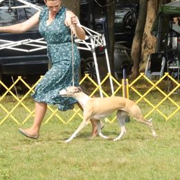 Jamie - Whippet