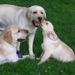 Labrador Retrievers from Loveladies Labradors