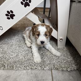 Blaze - Parti male Goldendoodle puppy in Sugarcreek, Ohio from True Hearted Doodles
