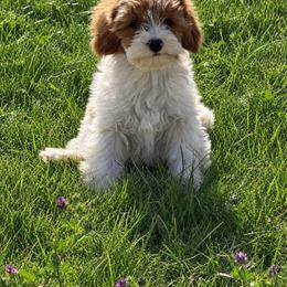 Copper - Blenheim male Cavapoo puppy in Malad City, Idaho from Poppy Meadow Puppies