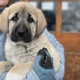 Anatolian Shepherd Dog Puppies from Wild Rooster Family Farm