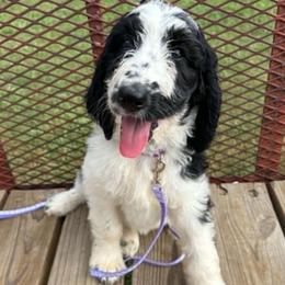 Cabernet - Parti female Goldendoodle puppy in Water Valley, Mississippi from Olympian Doodles
