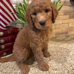 Kennedy - Apricot male Goldendoodle puppy in De Land, Florida from Rezapour Doodle Estate