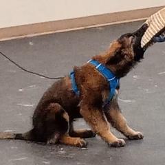 Belgian Tervuren Puppies from Chocorua Working Belgians