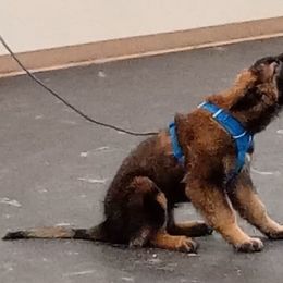 Belgian Tervuren Puppies from Chocorua Working Belgians
