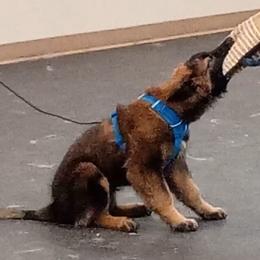 Belgian Tervuren Puppies from Chocorua Working Belgians