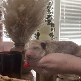 Dax - Apricot male Goldendoodle puppy in Lake Charles, Louisiana from Perfect Fit Poodles & Doodles