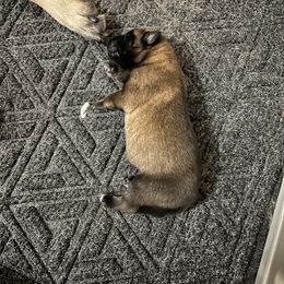 Belgian Malinois Puppies from MonStar Malinois