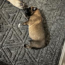 Belgian Malinois Puppies from MonStar Malinois