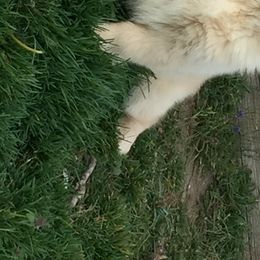 Golden Retriever Puppies from Goldenway Goldens