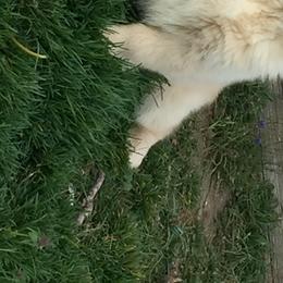 Golden Retriever Puppies from Goldenway Goldens