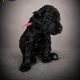 Cartwright's Mary of the Resurrection - Black female Poodle puppy in Albany, Kentucky from Impressive Cartwright Standards