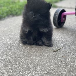 Pomeranian Puppies from POMS USA