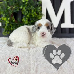 Goldendoodle Puppies from Maryland Designer Doodles