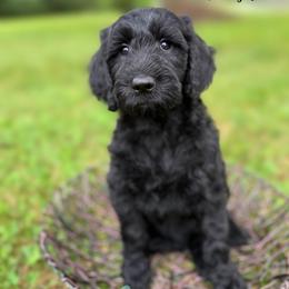 Pink girl - Black female Goldendoodle puppy in Valdese, North Carolina from Doodling All Day Goldendoodles
