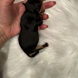 Girl 1 - Yorkshire Terrier puppy in Washington from Yorkiecharm