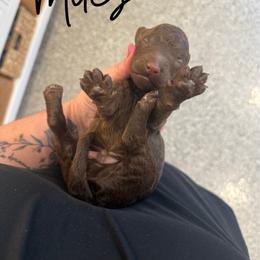 Miles - Chocolate male Goldendoodle puppy in Soddy Daisy, Tennessee from The W Doods