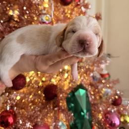 Schwartz - Lemon and white male Basset Hound puppy in Lubbock, Texas from Hound House