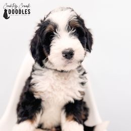 Lafayette - Tri-color male Bernedoodle puppy in Tipton, Indiana from Country Creek Doodles