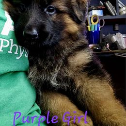 German Shepherd Puppies from Ewig Krieger Kennels