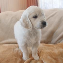 Yellow collar - Light golden male Golden Retriever puppy in Roseburg, Oregon from Unbound Goldens
