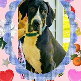 Kahlua - Black female Great Dane puppy in Gonzales, Louisiana from Anstatt House Of Danes
