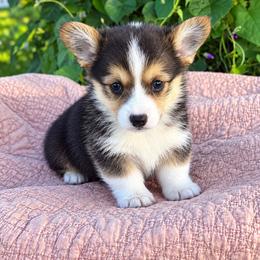 Snickers - Black and white male American Corgi puppy in Missouri from Country Legends Aussies & Corgis