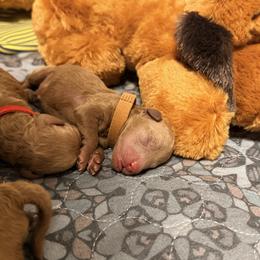 Lio - Red  male Goldendoodle puppy in Winter Springs, Florida from Lucky Heart TeddyBear Goldendoodles