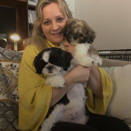 Miniature Schnauzer and Shih Tzu All Grown Up from Farmview Puppies