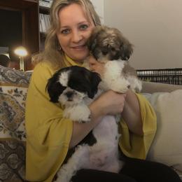 Miniature Schnauzer and Shih Tzu All Grown Up from Farmview Puppies