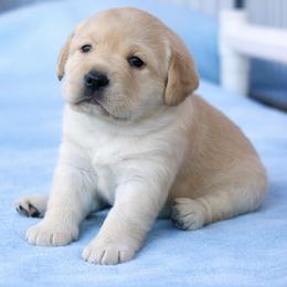 MALE 3- ORANGE - Yellow male Labrador Retriever puppy in Charlotte, North Carolina from Patton Premier Labs