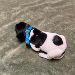 Girl 1 - Black and white female German Shorthaired Pointer puppy in Lumberton, Mississippi from Carlee Farm