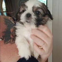 Oliver - Gold and white male Shih Tzu puppy in Brodnax, Virginia from K.B's
