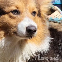 American Corgis and Cardigan Welsh Corgis from There and Back Again Corgis