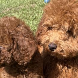 Goldendoodles from Charli Jo's Golden Doodles