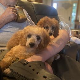 Miniature Australian Shepherd and Poodle All Grown Up from KE of Misty Meadows aka KaRons
