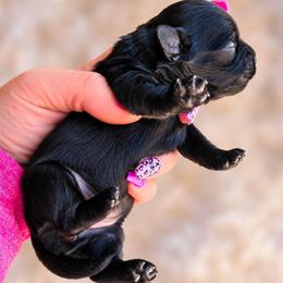 Mystery Maggie - Black gold and white female Shihpoo puppy in Delphos, Ohio from Route 66 Puppies