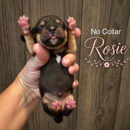 Rosie - Black and tan female Beagle puppy in Viper, Kentucky from Mountain Top