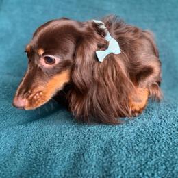 Malty - Dachshund