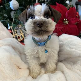 Neo - Liver male Miniature Schnauzer puppy in Menifee, California from Moonshine’s Minis