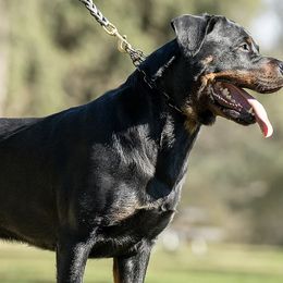Rottweilers from Schwarzloewen Rottweilers