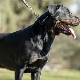 Rottweilers from Schwarzloewen Rottweilers